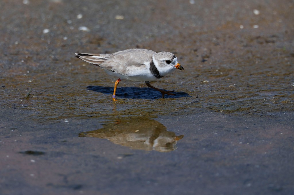 Chicago's famous piping plover Imani has returned to Montrose Beach