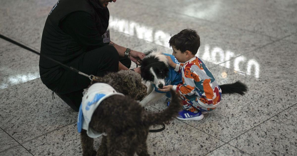 İstanbul Havalimanı, 5 terapi köpeği işe alarak endişeli yolculara tüy-tüy pozitif bir deneyim sunuyor