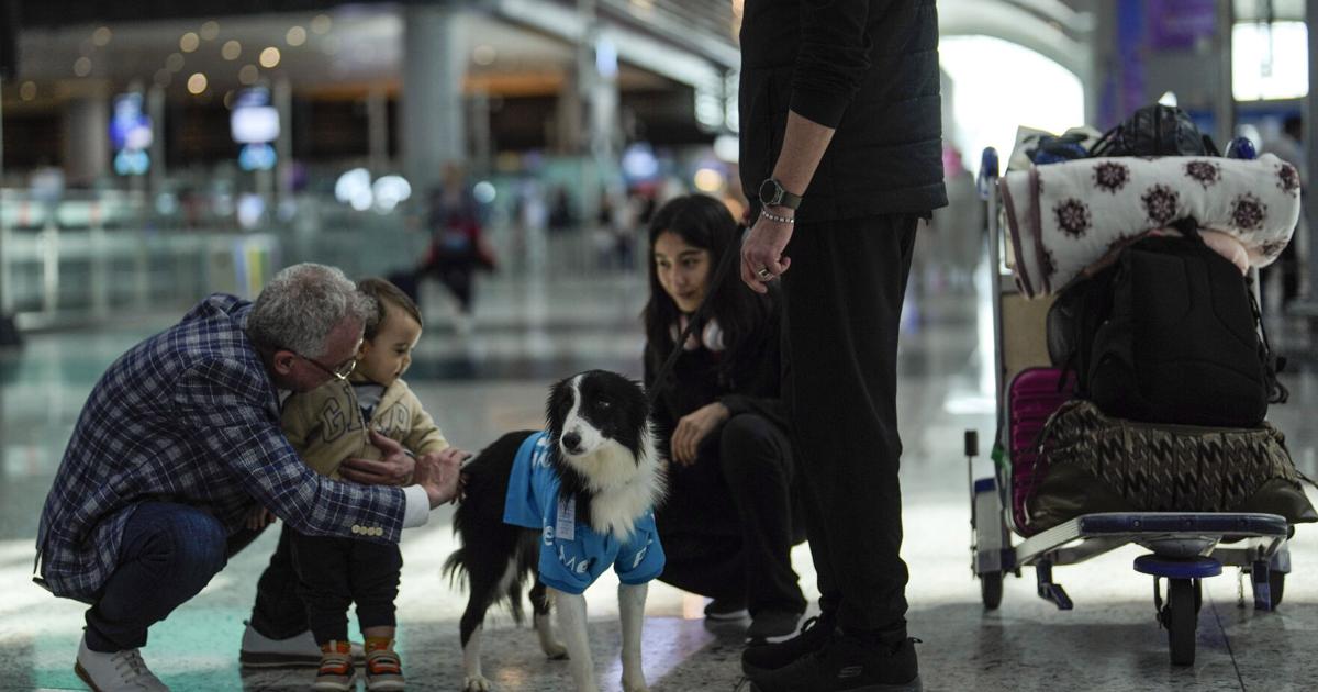 İstanbul Havalimanı seyahat korkusu yaşayanlara moral vermek için 5 terapi köpeği işe alarak olumlu bir deneyim sunuyor