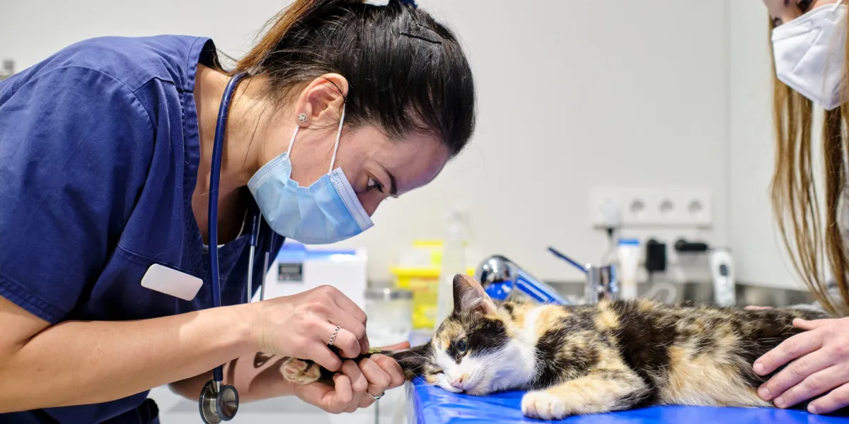 Sağlık Alanında Yapay Zeka Uygulamaları İlk Kez Evcil Hayvanlara Uygulanacak