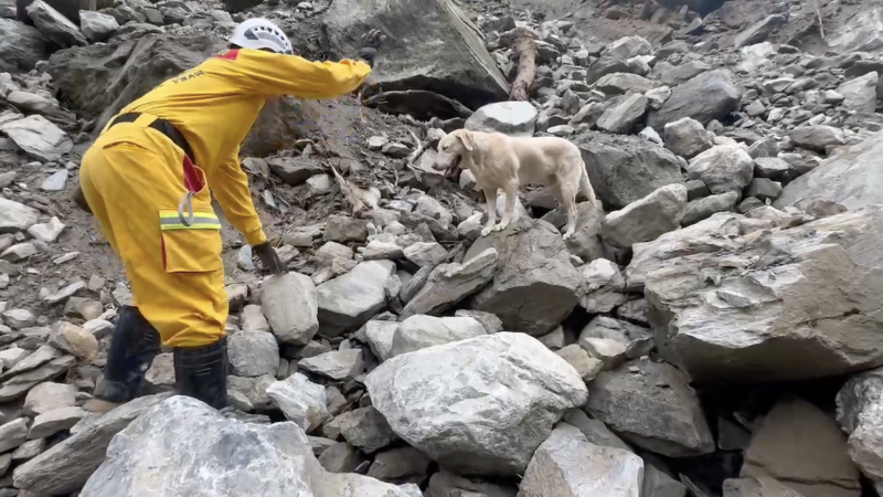 Taiwan Depremi: Polis Akademisinden elenen ‘Roger’ isimli şımarık köpek, deprem müdahalesinin yıldızı oldu